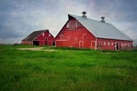 Two large and newer red barns