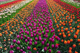 Rows of flowers sorted by color